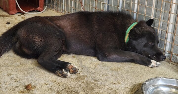 neugle pet 경북 예천 2026 00048