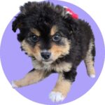 neugle pet 경북 청도 2026 00054