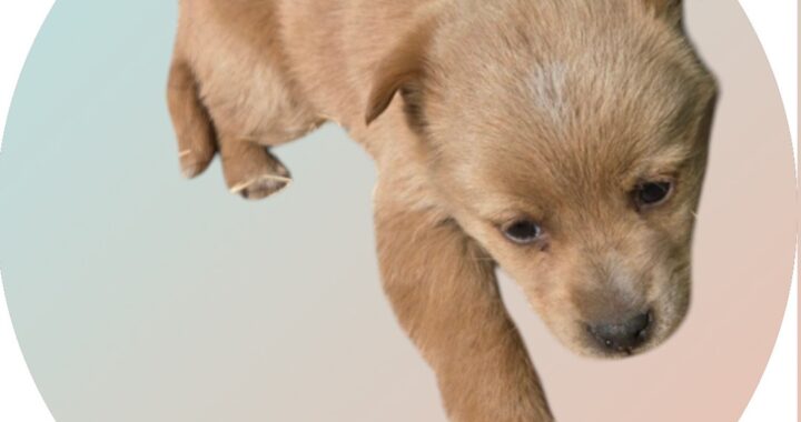 neugle pet 경북 청도 2026 00062