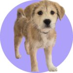 Mina's Gentle Heart: A Small Grey 믹스견 from Cheongdo-gun, South Korea, Dreams of International Adoption 4 neugle pet 경북 청도 2026 00068