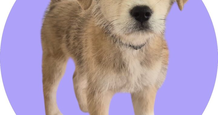 neugle pet 경북 청도 2026 00068