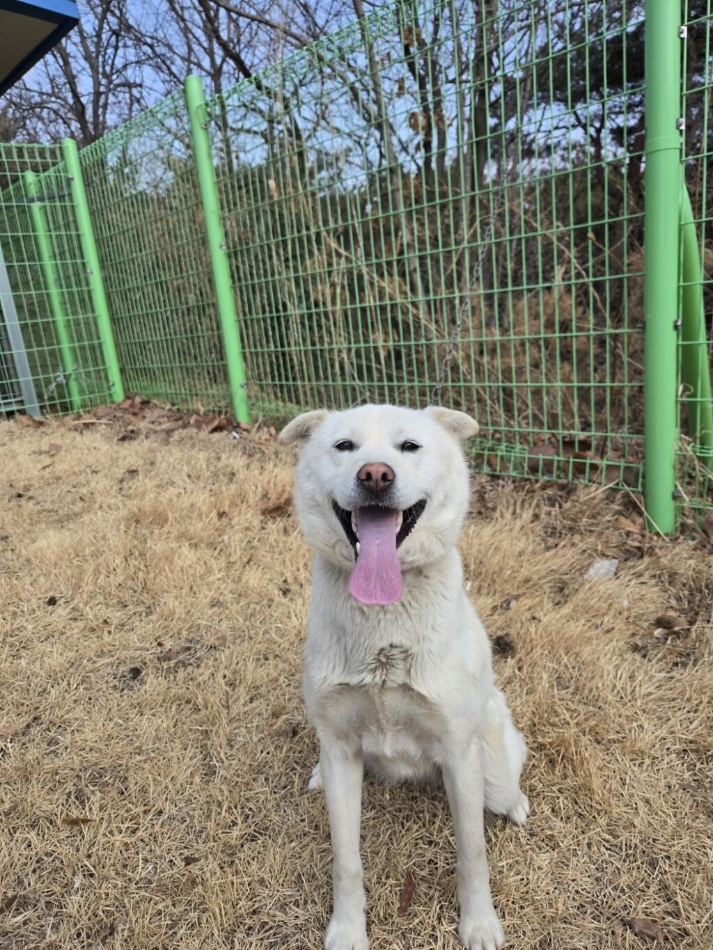 neugle pet 경북 청도 2026 00069