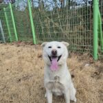 neugle pet 경북 청도 2026 00069