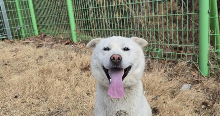 neugle pet 경북 청도 2026 00069