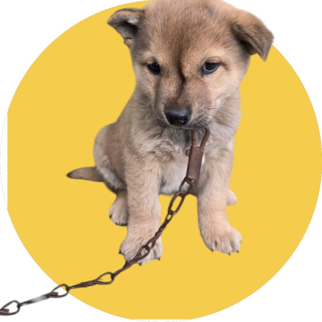 neugle pet 경북 청도 2026 00070