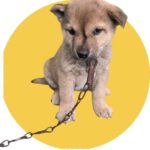 neugle pet 경북 청도 2026 00070