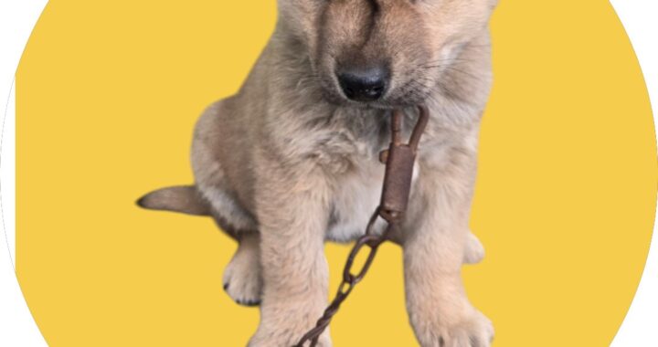 neugle pet 경북 청도 2026 00070