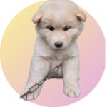 neugle pet 경북 청도 2026 00071