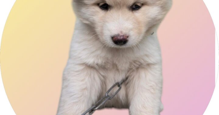 neugle pet 경북 청도 2026 00071