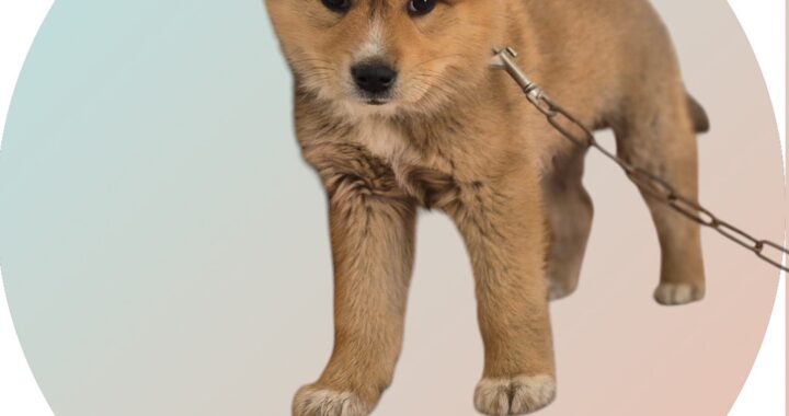 neugle pet 경북 청도 2026 00088