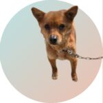 neugle pet 경북 청도 2026 00089