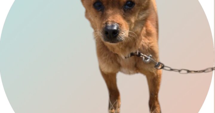 neugle pet 경북 청도 2026 00089