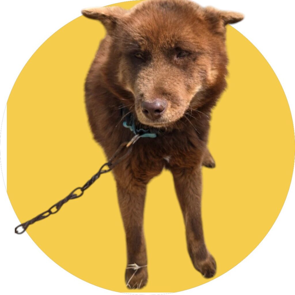 neugle pet 경북 청도 2026 00090