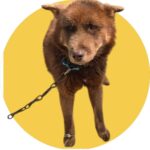 neugle pet 경북 청도 2026 00090