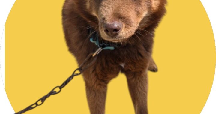 neugle pet 경북 청도 2026 00090