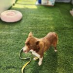 Bomi: A Resilient Mix-Breed Mother's Journey from Chilgok-gun to Hope for International Adoption 4 neugle pet 경북 칠곡 2026 00033