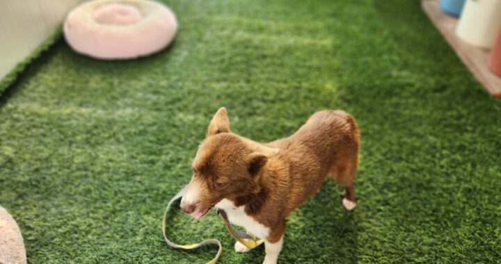 neugle pet 경북 칠곡 2026 00033