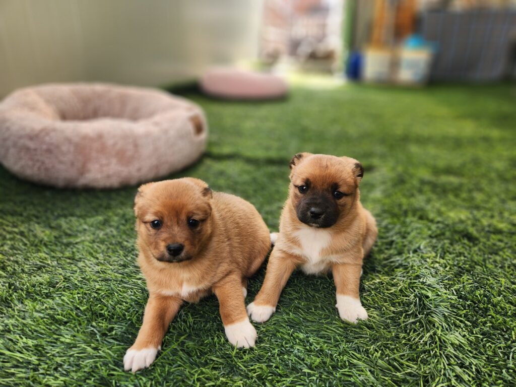 neugle pet 경북 칠곡 2026 00034