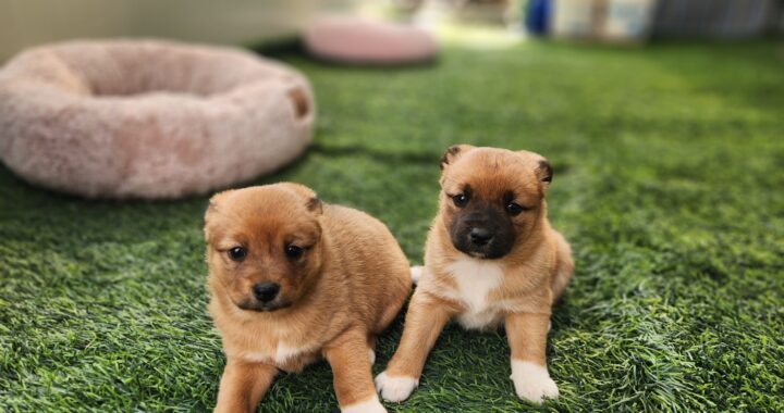 neugle pet 경북 칠곡 2026 00034