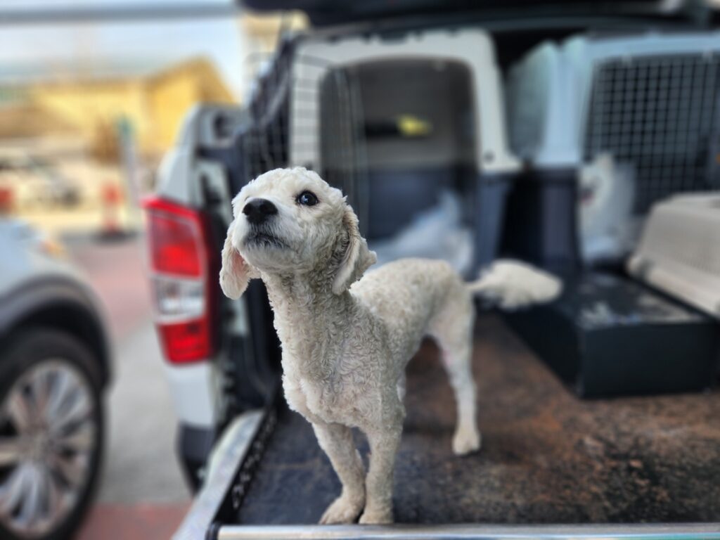 neugle pet 경북 칠곡 2026 00035