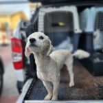 neugle pet 경북 칠곡 2026 00035