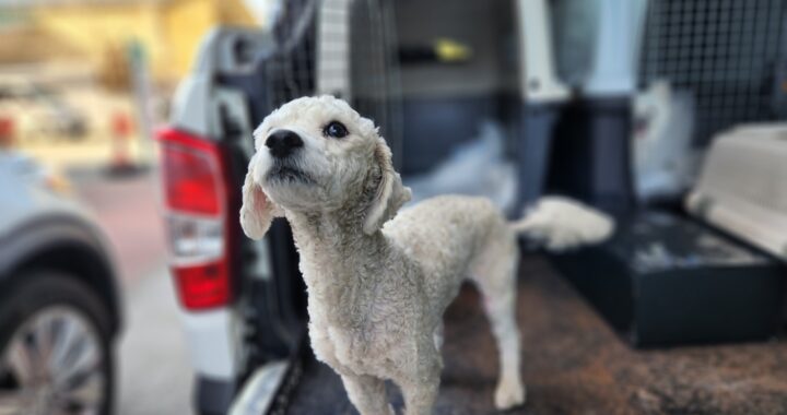 neugle pet 경북 칠곡 2026 00035