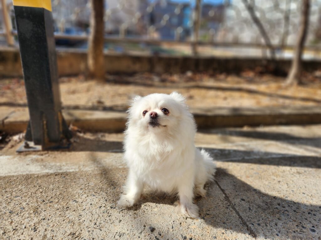 neugle pet 경북 칠곡 2026 00036