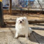 neugle pet 경북 칠곡 2026 00036