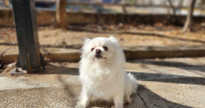 neugle pet 경북 칠곡 2026 00036