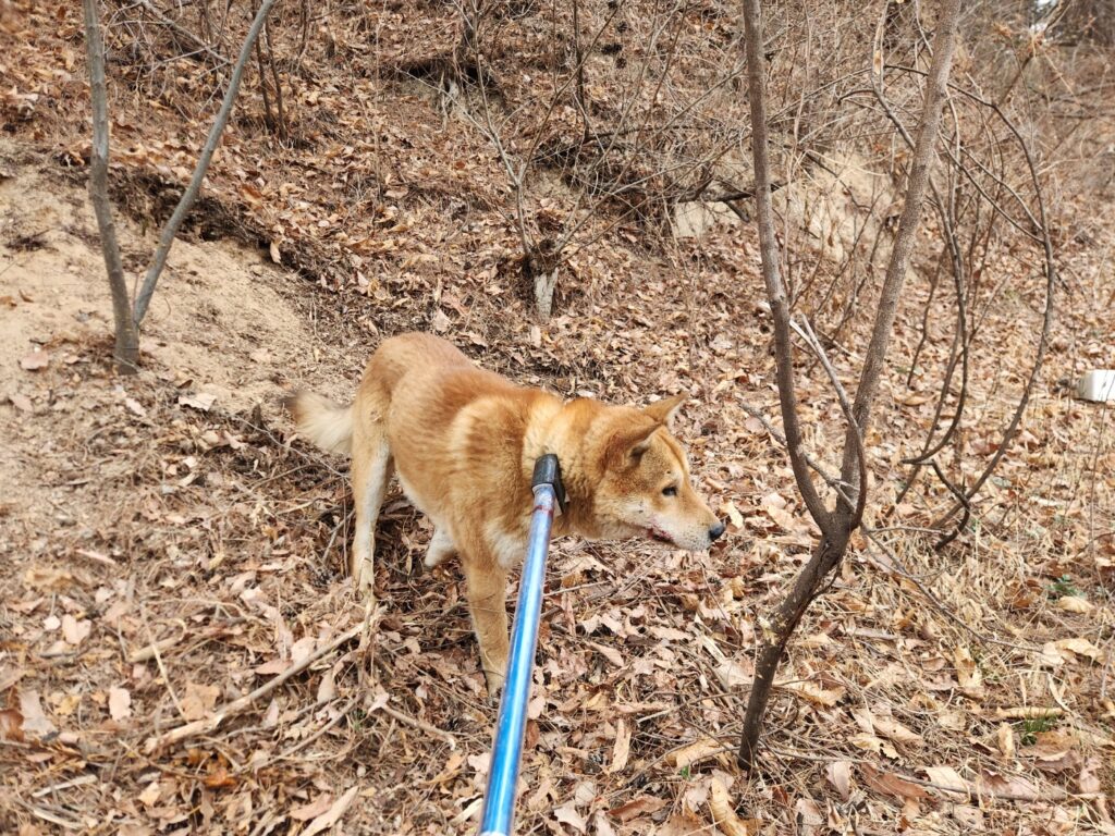 neugle pet 경북 칠곡 2026 00037