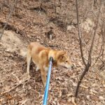 neugle pet 경북 칠곡 2026 00037