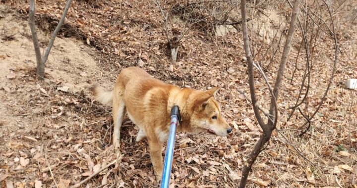 neugle pet 경북 칠곡 2026 00037