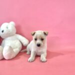 neugle pet 경북 포항 2026 00159