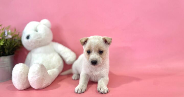 neugle pet 경북 포항 2026 00159