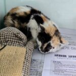 neugle pet 경북 포항 2026 00160