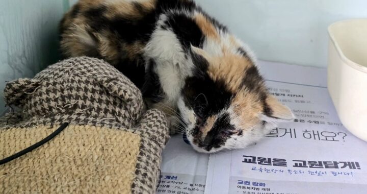 neugle pet 경북 포항 2026 00160