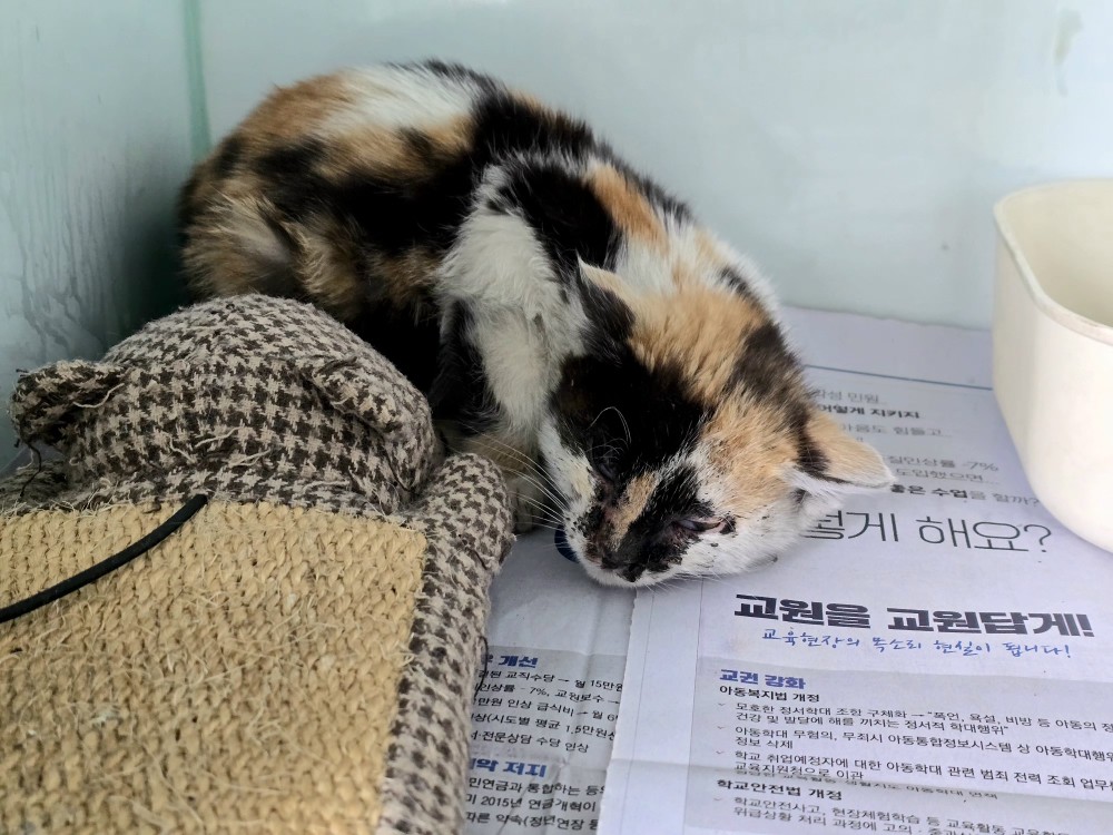 neugle pet 경북 포항 2026 00160