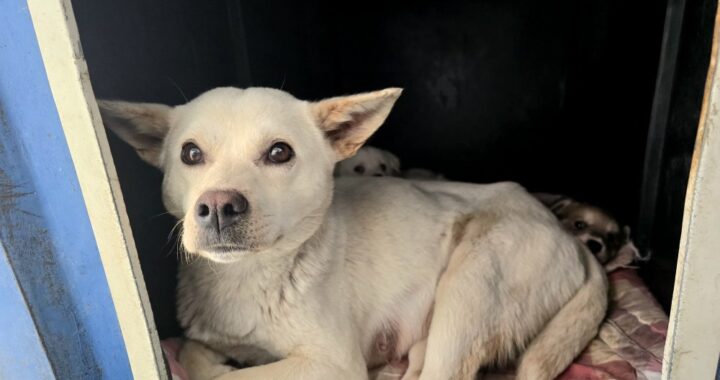 neugle pet 경북 포항 2026 00164