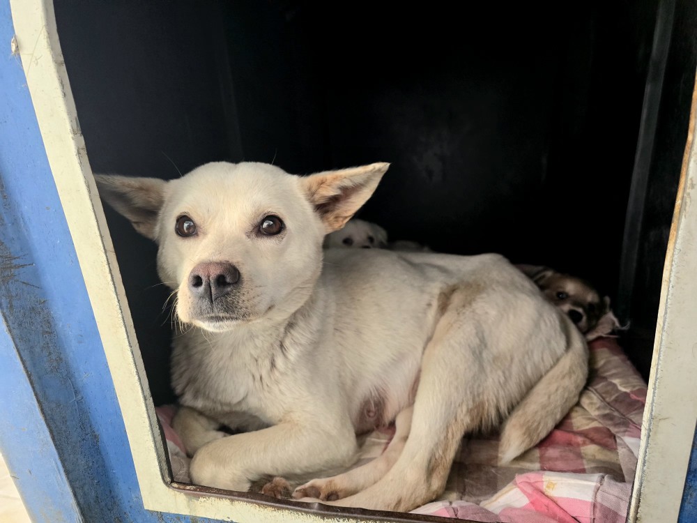 neugle pet 경북 포항 2026 00164