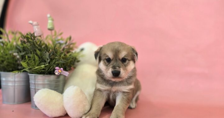 neugle pet 경북 포항 2026 00165