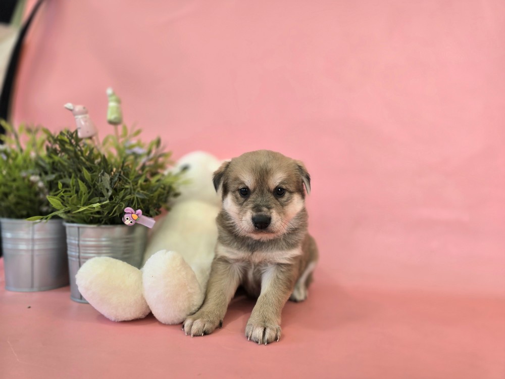 neugle pet 경북 포항 2026 00165