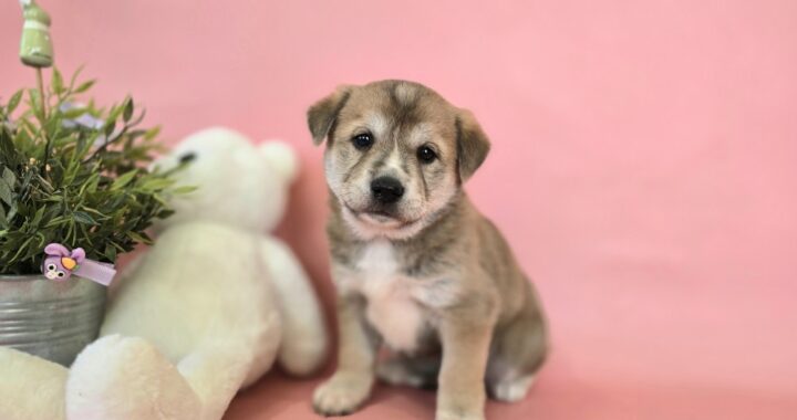 neugle pet 경북 포항 2026 00166