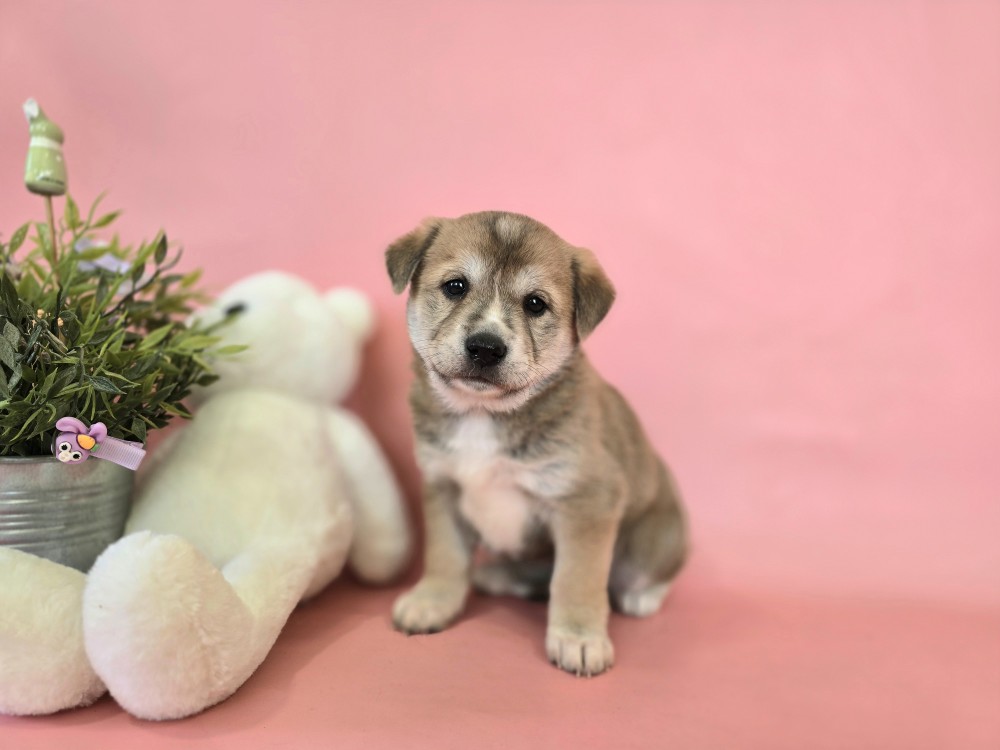 neugle pet 경북 포항 2026 00166