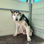 neugle pet 경북 포항 2026 00168