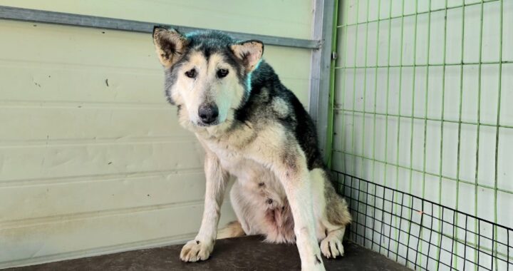 neugle pet 경북 포항 2026 00168