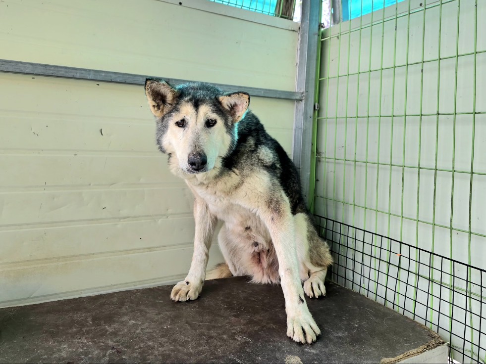 neugle pet 경북 포항 2026 00168