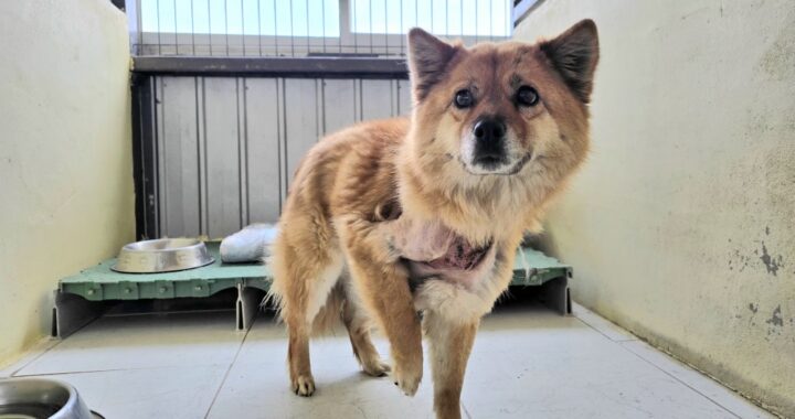 neugle pet 경북 포항 2026 00169