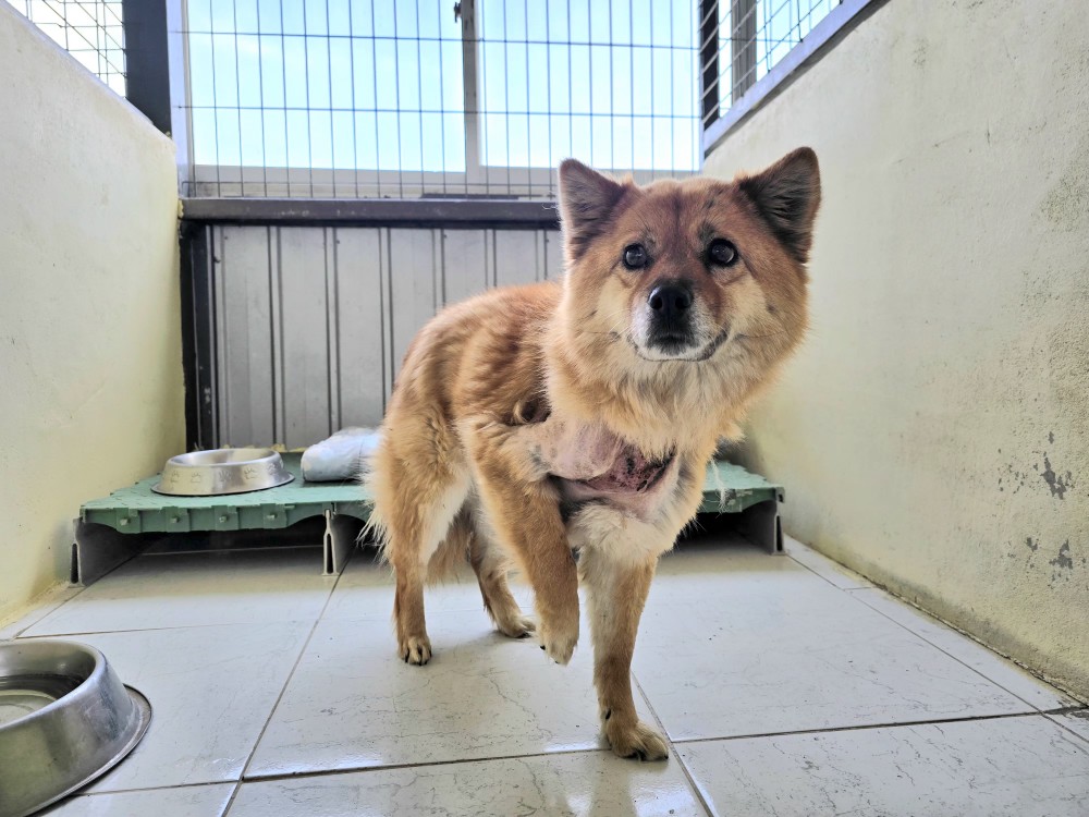 neugle pet 경북 포항 2026 00169