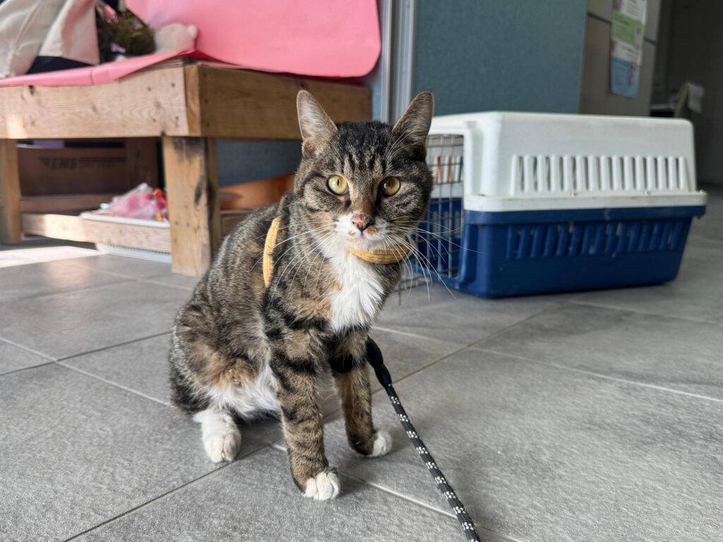 neugle pet 경북 포항 2026 00170