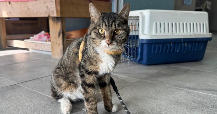 neugle pet 경북 포항 2026 00170